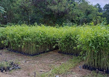 Environmental Responsibility