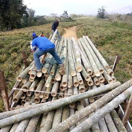 Thorny but Terrific: Tinik Bamboo and New Hopes for Green Building in the UAE with Sustainable Materials
